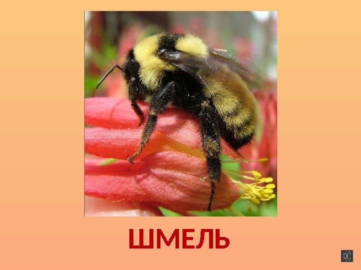 ШМЕЛЬ 