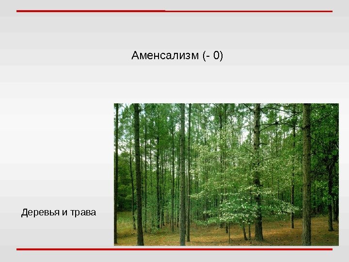 Деревья и трава Аменсализм (- 0) 