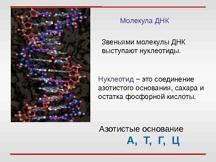 Молекула ДНК Звеньями молекулы ДНК выступают нуклеотиды. Нуклеотид − это соединение азотистого основания, сахара
