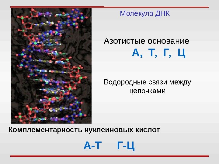 Молекула ДНК Азотистые основание   А,  Т,  Г,  Ц Комплементарность
