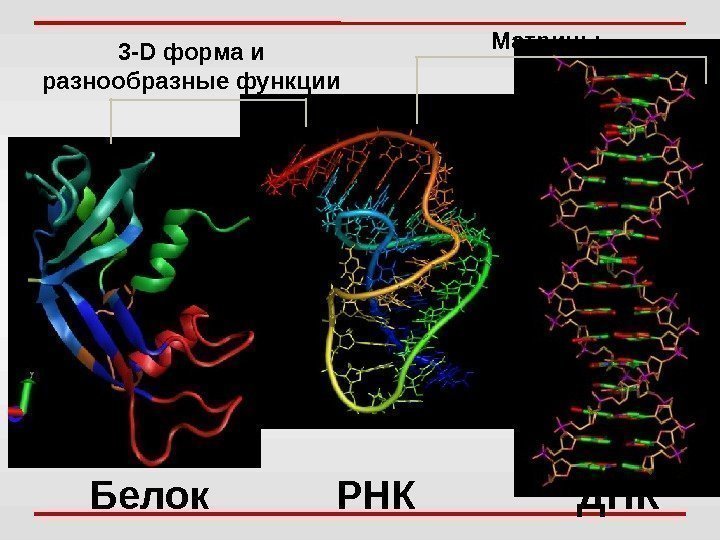 РНК ДНКБелок 3 - D форма и разнообразные функции Матрицы 
