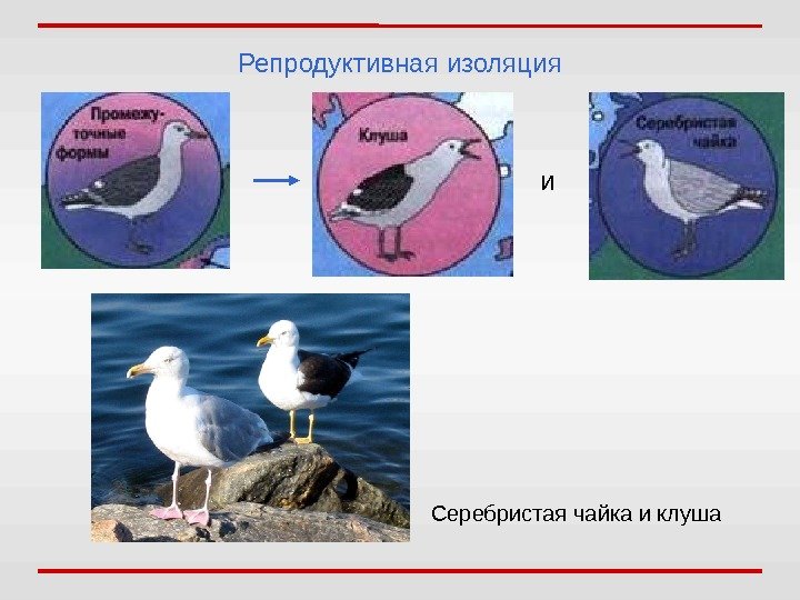 Репродуктивная  изоляция и Серебристая чайка и клуша 
