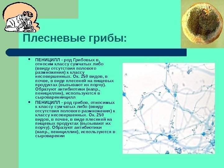 Плесневые грибы:  ПЕНИЦИЛЛ - род Грибовых в,  относим классу сумчатых либо (ввиду