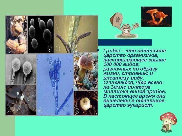  Грибы  – это отдельное царство организмов,  насчитывающее свыше 100 000 видов,