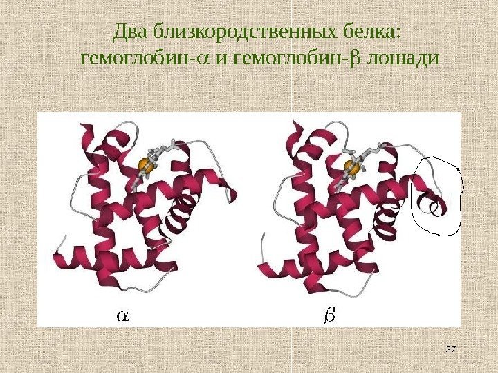 37 Два близкородственных белка :  гемоглобин -  и гемоглобин -  лошади