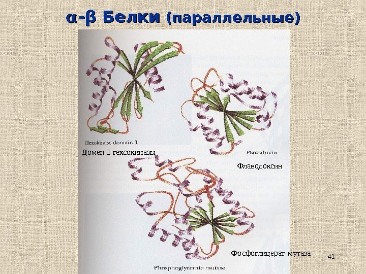 41 -- ββ Белки (параллельные) Домен 1 гексокиназы Флаводоксин Фосфоглицерат-мутаза 