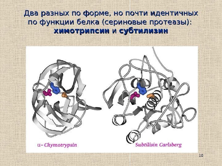 10 Два разных по форме, но почти идентичных по функции белка (сериновые протеазы): 