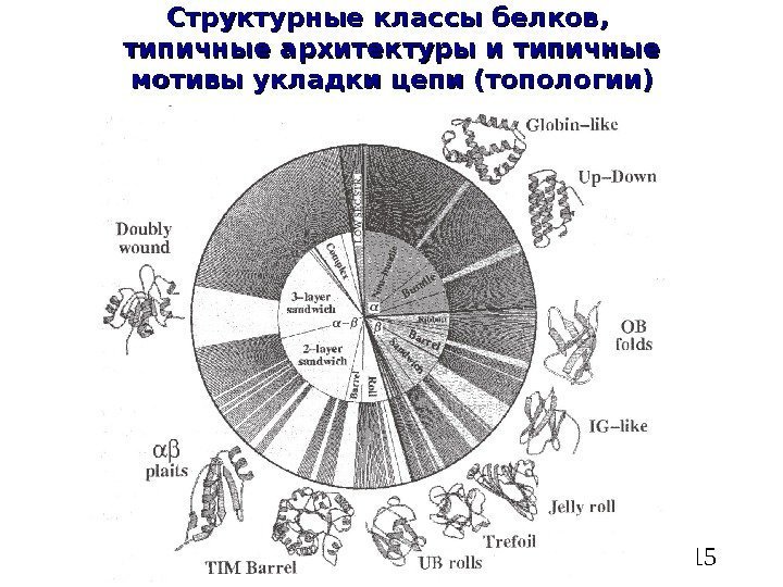   15 Структурные классы белков,  типичные архитектуры и типичные мотивы укладки цепи