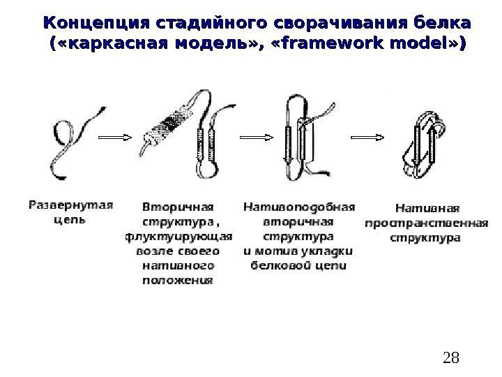   28 Концепция стадийного сворачивания белка ( «каркасная модель» ,  « framework