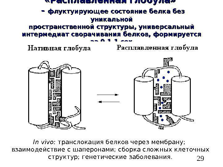   29 «Расплавленная глобула»  - - флуктуирующее состояние белка без уникальной пространственной