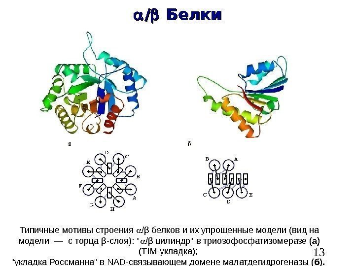   13 //  Белки Типичные мотивы строения  / β белков и