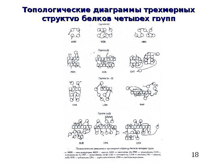  18 Топологические диаграммы трехмерных структур белков четырех групп 