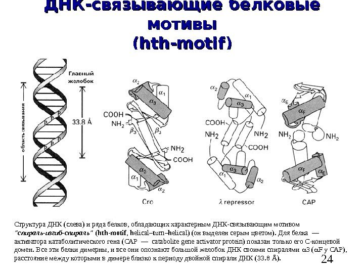   24 ДНК-связывающие белковые мотивы (hth-motif) Структура ДНК (слева) и ряда белков, обладающих