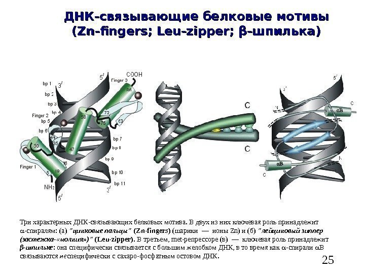   25 ДНК-связывающие белковые мотивы (( Zn-fingers; Leu-zipper;  ββ -шпилька) Три характерных