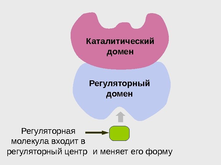 Каталитический домен Регуляторный домен Регуляторная молекула входит в регуляторный центр и меняет его форму