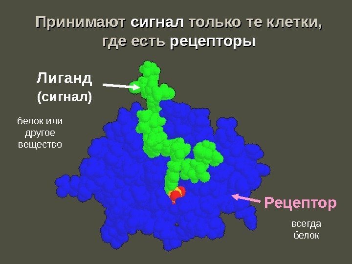 Рецептор. Лиганд (сигнал)Принимают  сигнал только те клетки,  где есть рецепторы белок или