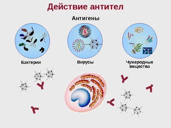Действие антител Бактерии Вирусы Чужеродные вещества. Антигены 