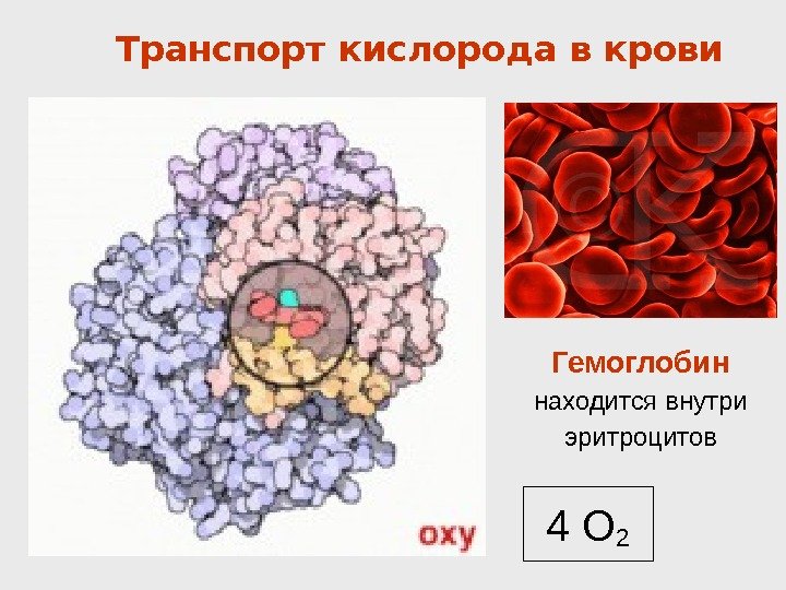 Транспорт кислорода в крови Гемоглобин находится внутри эритроцитов 4 О 2 