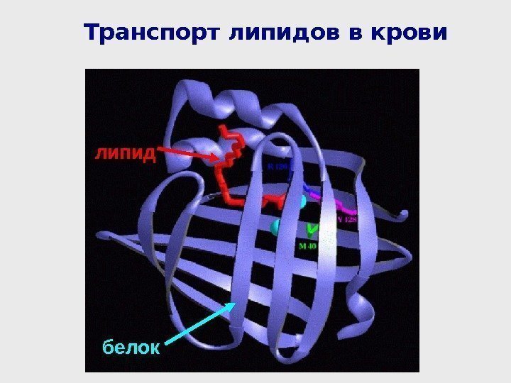 липид. Транспорт липидов в крови белок 