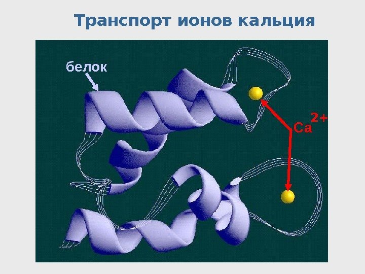Транспорт ионов кальция Са 2+белок 