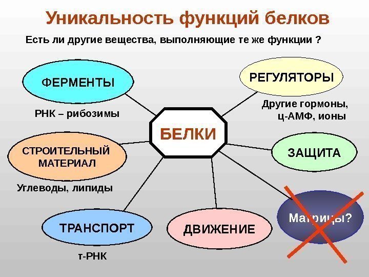 БЕЛКИ РЕГУЛЯТОРЫ ФЕРМЕНТЫ СТРОИТЕЛЬНЫЙ МАТЕРИАЛ ТРАНСПОРТ ДВИЖЕНИЕ ЗАЩИТАУникальность функций белков Матрицы? Углеводы, липиды Другие