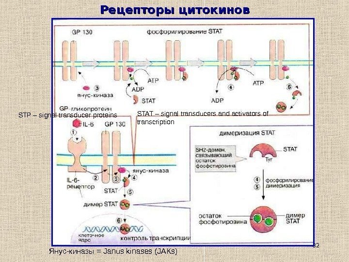 32 Рецепторы цитокинов STAT – signal transducers and activators of transcription. STP – signal