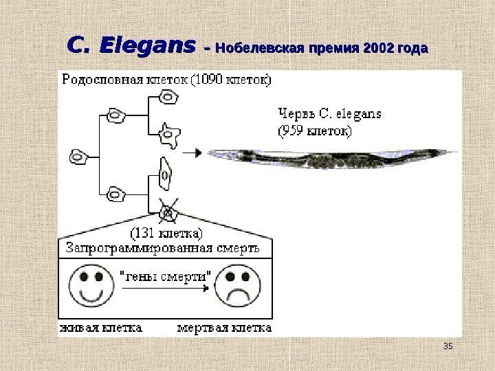 35 C. Elegans – – Нобелевская премия 2002 года 