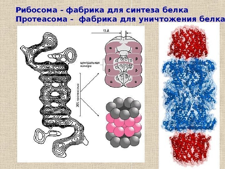 28 Рибосома - фабрика для синтеза белка Протеасома - фабрика для уничтожения белка 