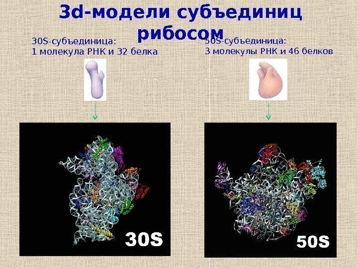 3 d- модели субъединиц рибосом 30 S- субъединица: 1 молекула РНК и 32 белка