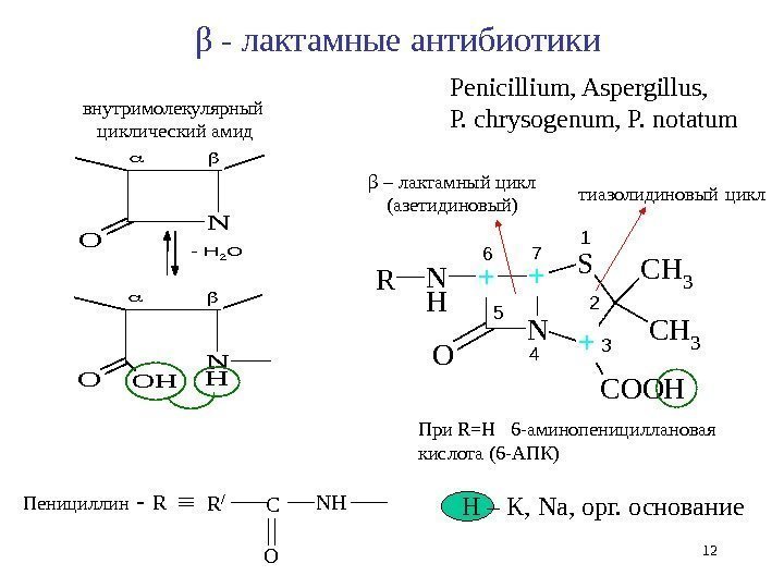 β - лактамные антибиотики внутримолекулярный  циклический амид. O N SCH 3 N H