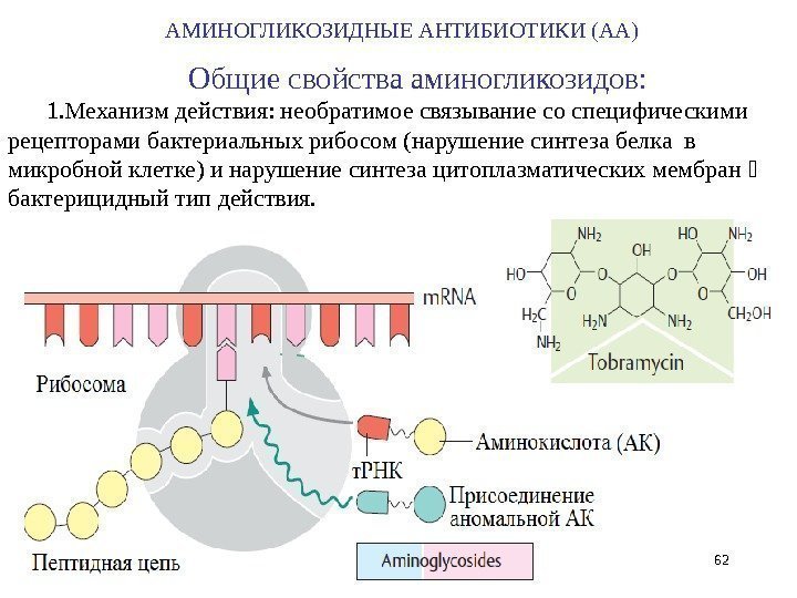 Общие свойства аминогликозидов: 1. Механизм действия: необратимое связывание со специфическими рецепторами бактериальных рибосом (нарушение