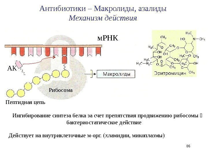 Ингибирование синтеза белка за счет препятствия продвижению рибосомы бактериостатическое действие Действует на внутриклеточные м-орг.