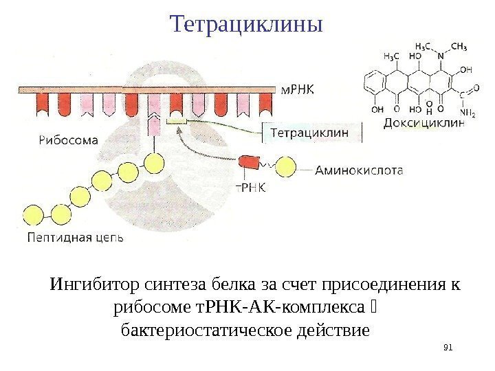 Ингибитор синтеза белка за счет присоединения к рибосоме т. РНК-АК-комплекса бактериостатическое действие 91 Тетрациклины