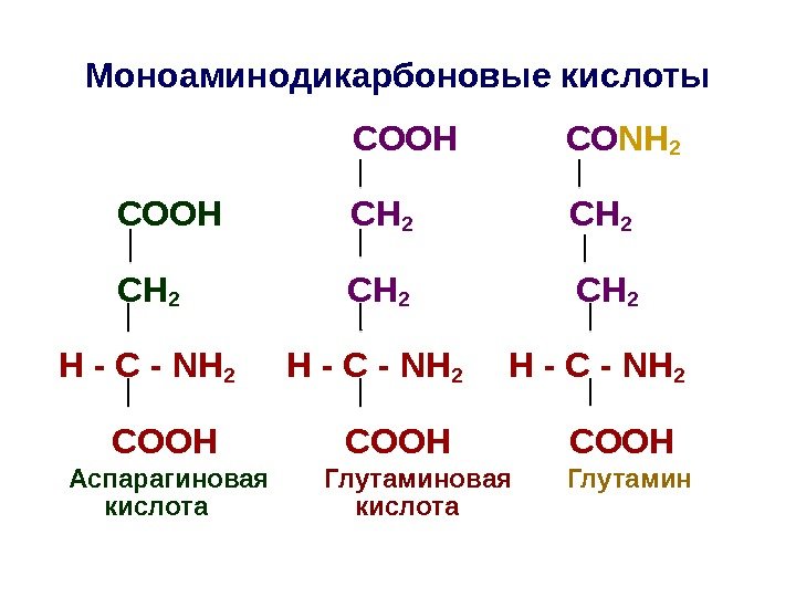 Моноаминодикарбоновые кислоты       СООН   СО NH 2