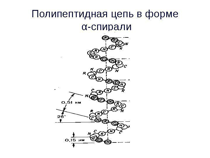 Полипептидная цепь в форме  α -спирали 