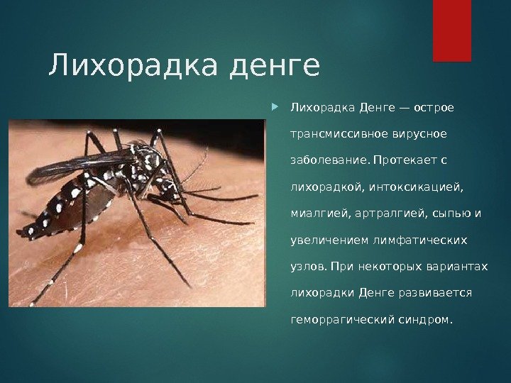 Лихорадка денге Лихорадка Денге — острое трансмиссивное вирусное заболевание. Протекает с лихорадкой, интоксикацией, 