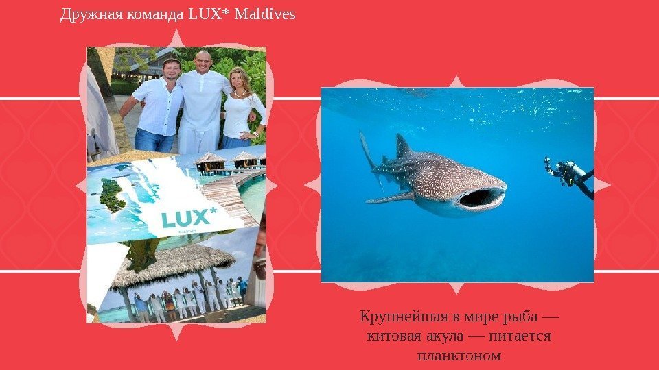 Крупнейшая в мире рыба — китовая акула — питается планктоном. Дружная команда LUX* Maldives