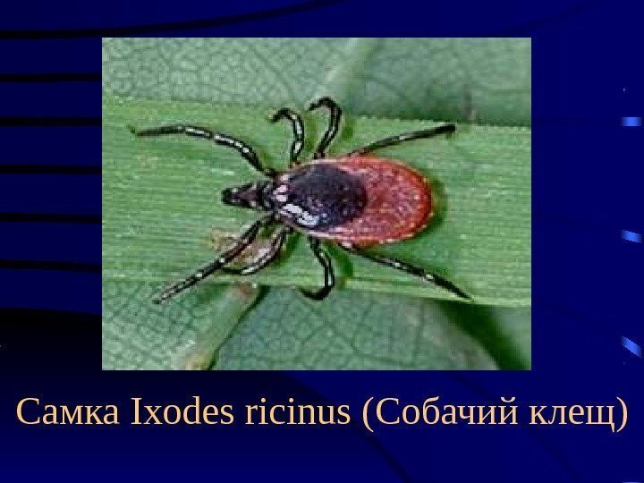 Самка Ixodes ricinus ( Собачий клещ) 