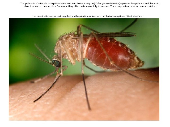   The proboscis of a female mosquito—here a southern house mosquito ( Culex