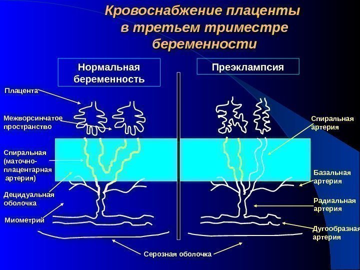 Кровоснабжение плаценты в третьем триместре беременности Нормальная беременность Преэклампсия Плацента Межворсинчатое пространство Децидуальная оболочка