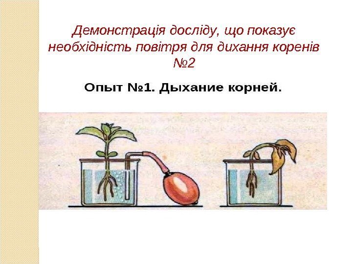 Демонстрац і я досліду ,  що показує необхідність повітря для дихання коренів №