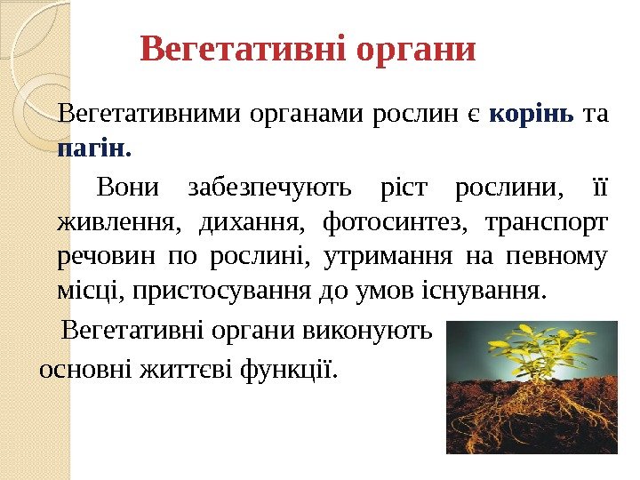 Вегетативні органи Вегетативними органами рослин є корінь  та пагін.  Вони забезпечують ріст