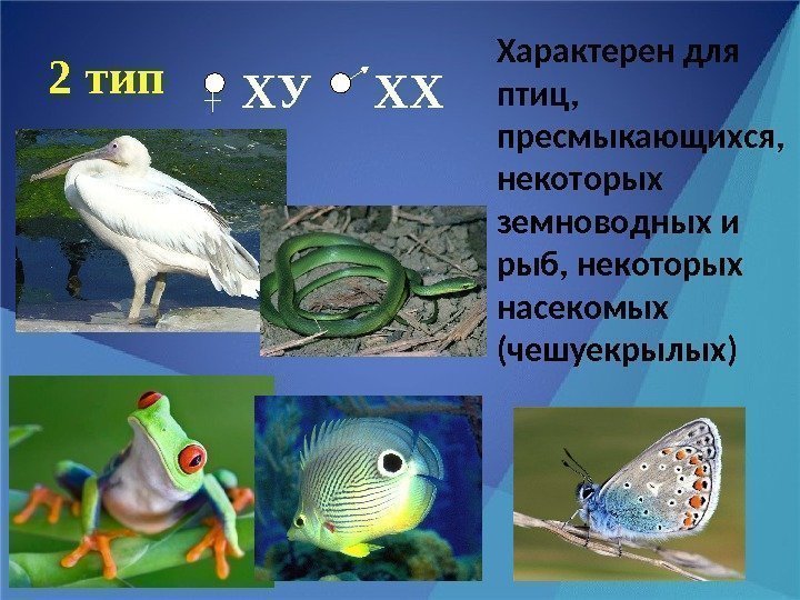 2 тип Характерен для птиц,  пресмыкающихся,  некоторых земноводных и рыб, некоторых насекомых