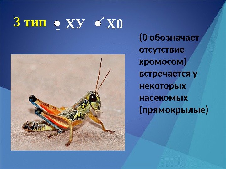 3 тип (0 обозначает отсутствие хромосом) встречается у некоторых насекомых (прямокрылые)  ХУ Х
