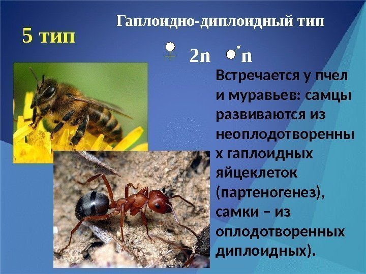 5 тип Встречается у пчел и муравьев: самцы развиваются из неоплодотворенны х гаплоидных яйцеклеток