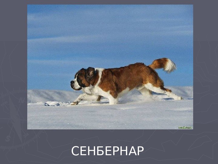   СЕНБЕРНАР 