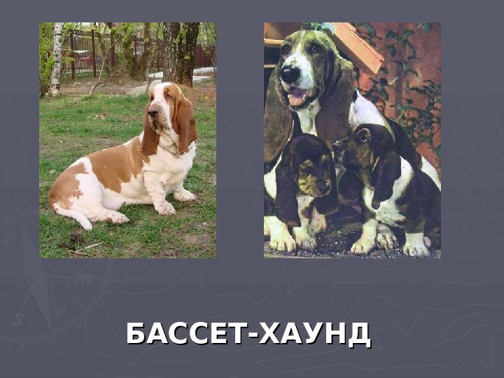   БАССЕТ-ХАУНД 