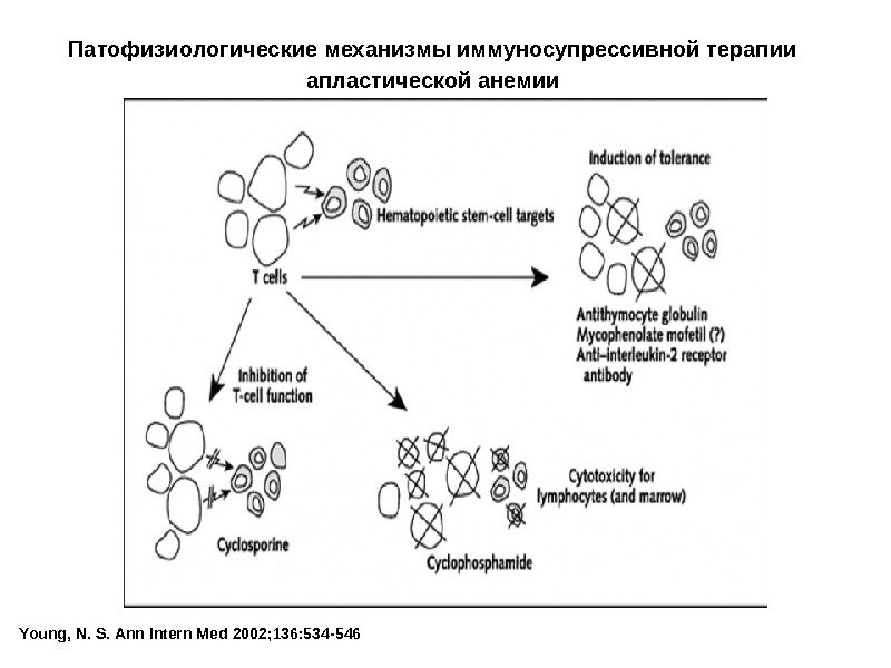 Young, N. S. Ann Intern Med 2002; 136: 534 -546 Патофизиологические механизмы иммуносупрессивной терапии