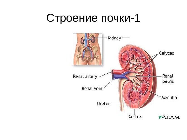   Строение почки-1 