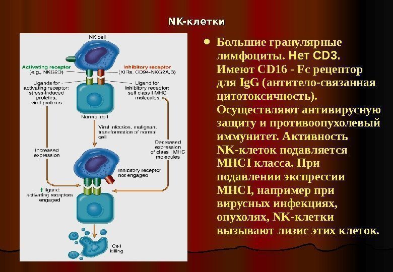   NK-NK- клетки Большие гранулярные лимфоциты.  Нет CD 3.  Имеют CD